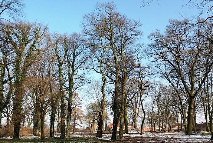 o-drzewa-trzeba-dbac