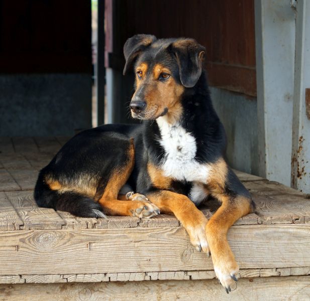 zadbajmy-o-zdrowie-czworonogow