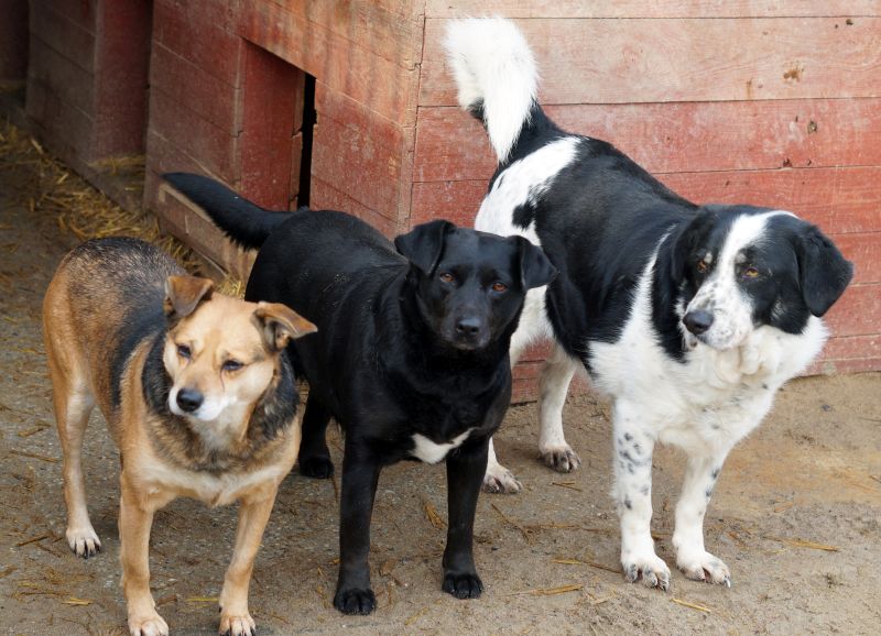 bedzie-remont-w-schronisku