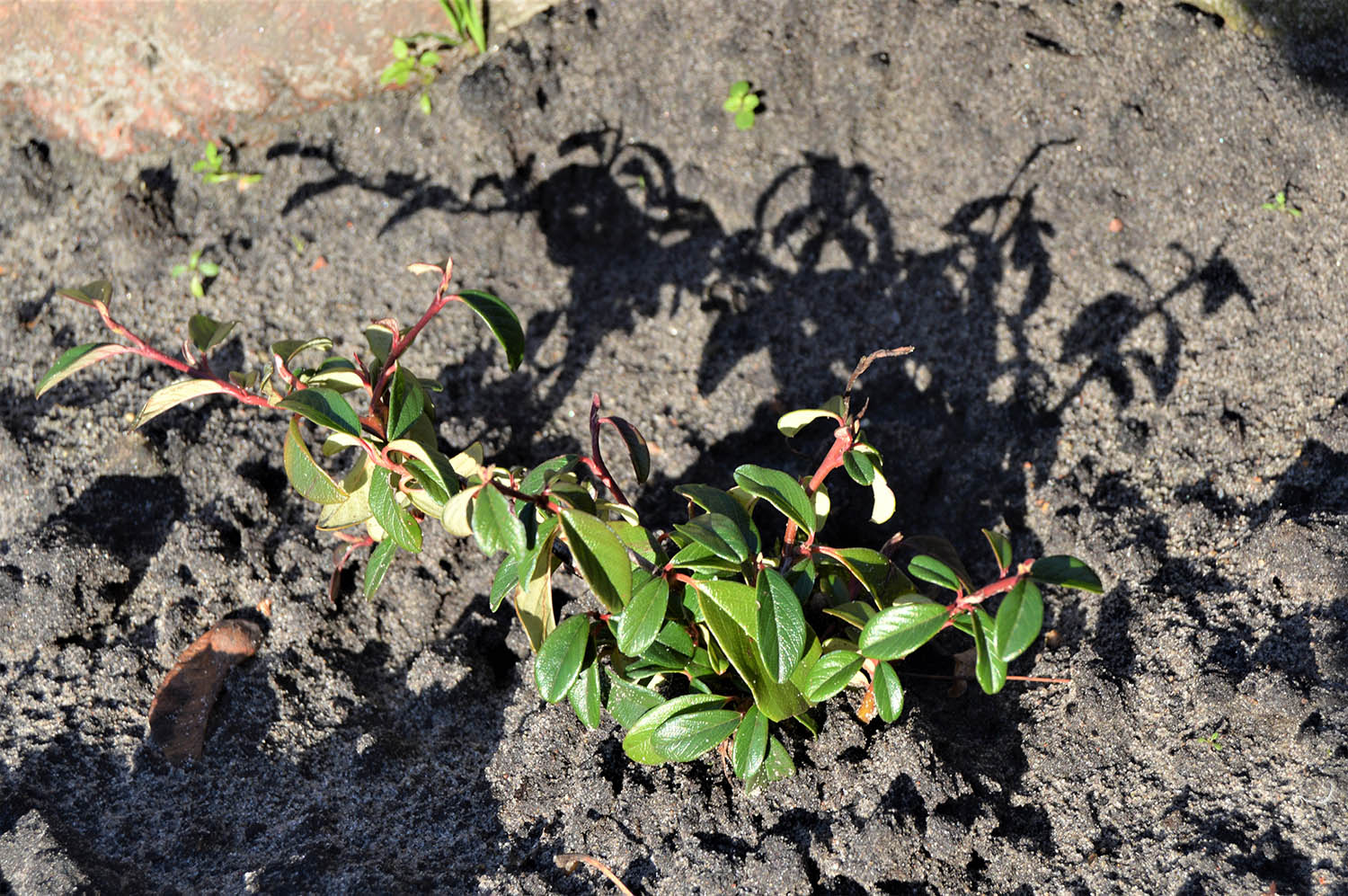 orientalnie-na-kwietnikach