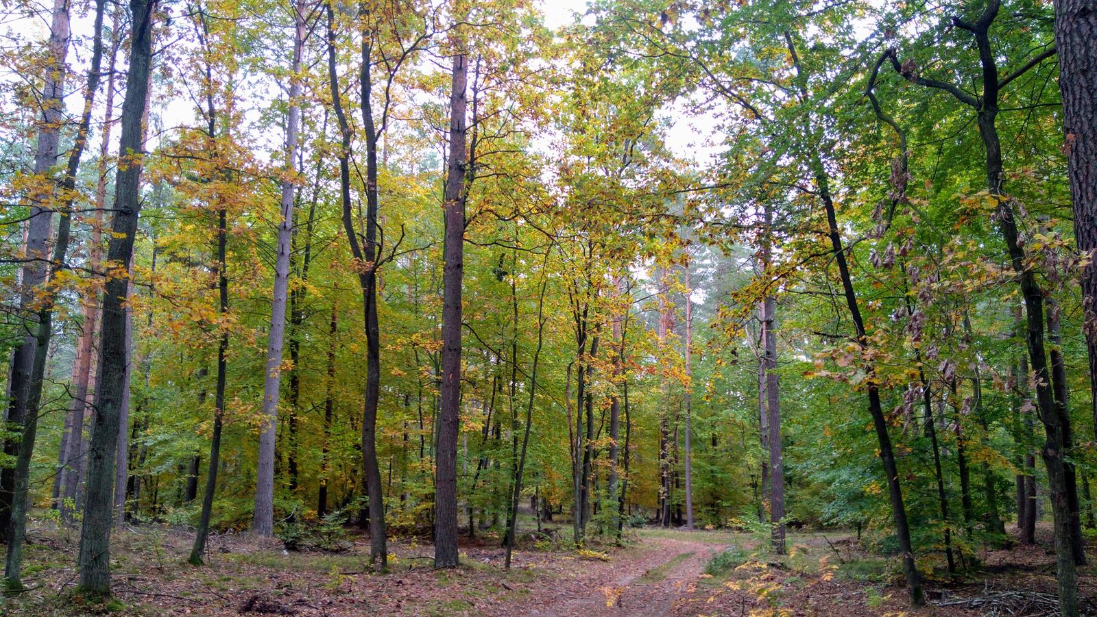 Stargard – Oficjalna strona miasta Logo