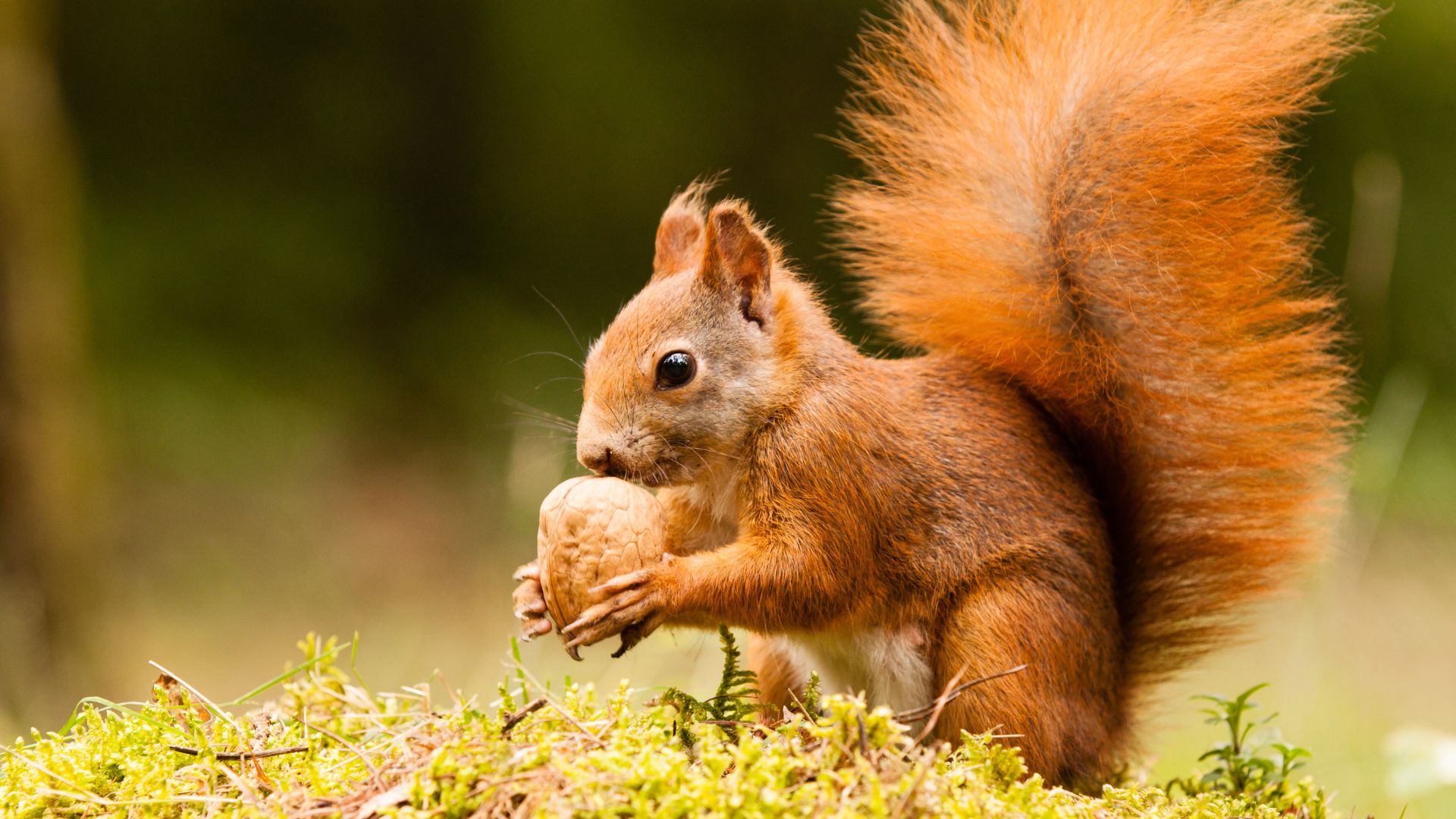 Dzicy goście pod opieką