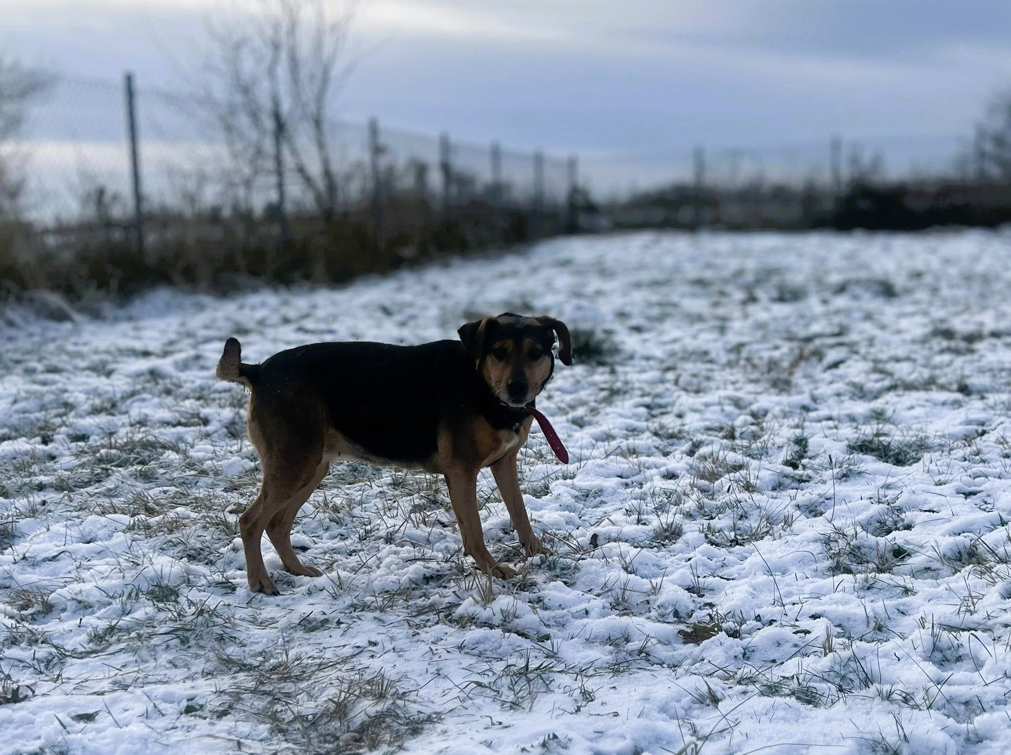 Psiaki czekają na spacery